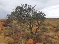 Acacia inaequilatera