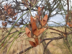 Hakea chordophylla