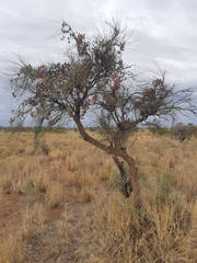 Hakea chordophylla