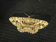 Racotis maculata