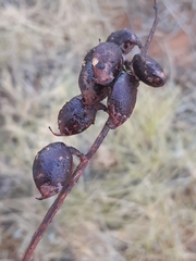 Grevillea pyramidalis
