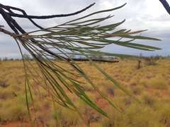 Grevillea pyramidalis
