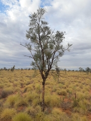 Grevillea pyramidalis