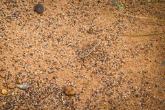 Phrynocephalus versicolor