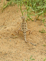 Phrynocephalus versicolor