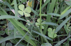 Marsilea crenata
