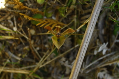 Chiloglottis gunnii