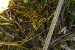 Chiloglottis gunnii