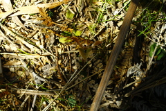 Chiloglottis gunnii