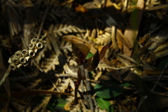Chiloglottis gunnii