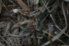 Chiloglottis gunnii