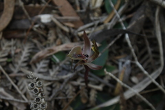 Chiloglottis gunnii
