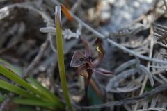 Chiloglottis gunnii