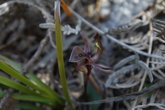Chiloglottis gunnii