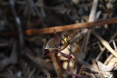 Chiloglottis gunnii