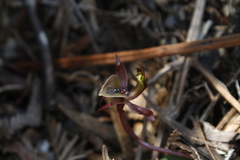 Chiloglottis gunnii