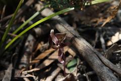 Chiloglottis gunnii
