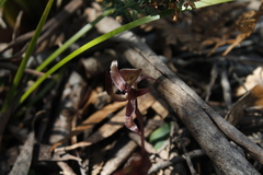 Chiloglottis gunnii