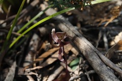 Chiloglottis gunnii