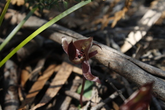 Chiloglottis gunnii