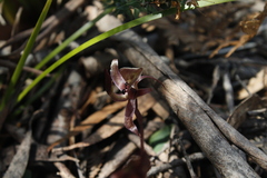Chiloglottis gunnii