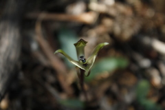 Chiloglottis gunnii