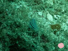 Phyllidiopsis xishaensis