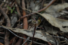 Chiloglottis gunnii