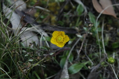 Ranunculus glabrifolius