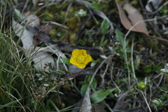 Ranunculus glabrifolius