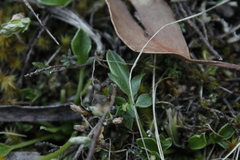 Ranunculus glabrifolius