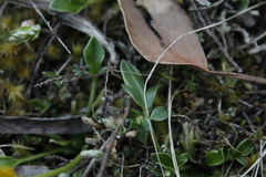 Ranunculus glabrifolius