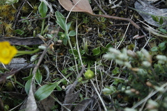 Ranunculus glabrifolius