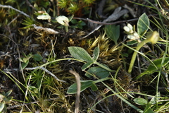 Ranunculus glabrifolius