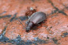 Cerogria klapperichi