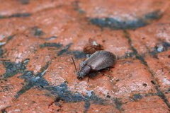 Cerogria klapperichi