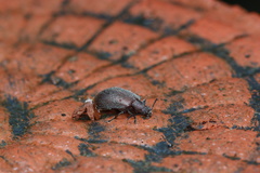 Cerogria klapperichi