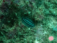Phyllidiopsis phiphiensis