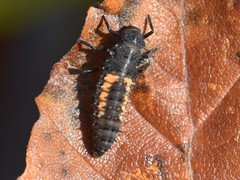 Harmonia axyridis