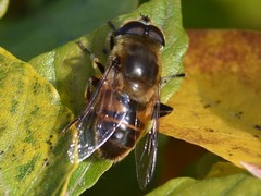 Eristalis tenax