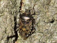 Rhaphigaster nebulosa