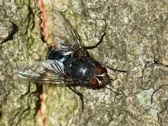 Calliphora