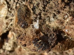 Thaumetopoea processionea