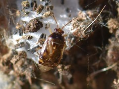Deraeocoris lutescens