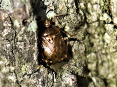 Deraeocoris lutescens