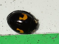 Harmonia axyridis
