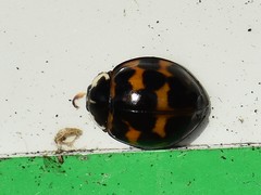 Harmonia axyridis