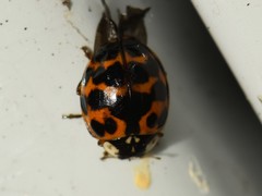Harmonia axyridis