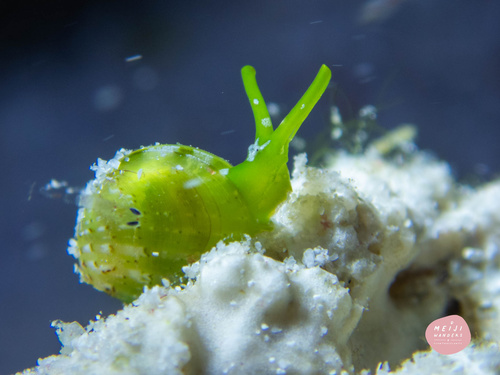 Julia exquisita — seen at this dive site