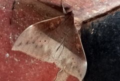 Ischyja manlia